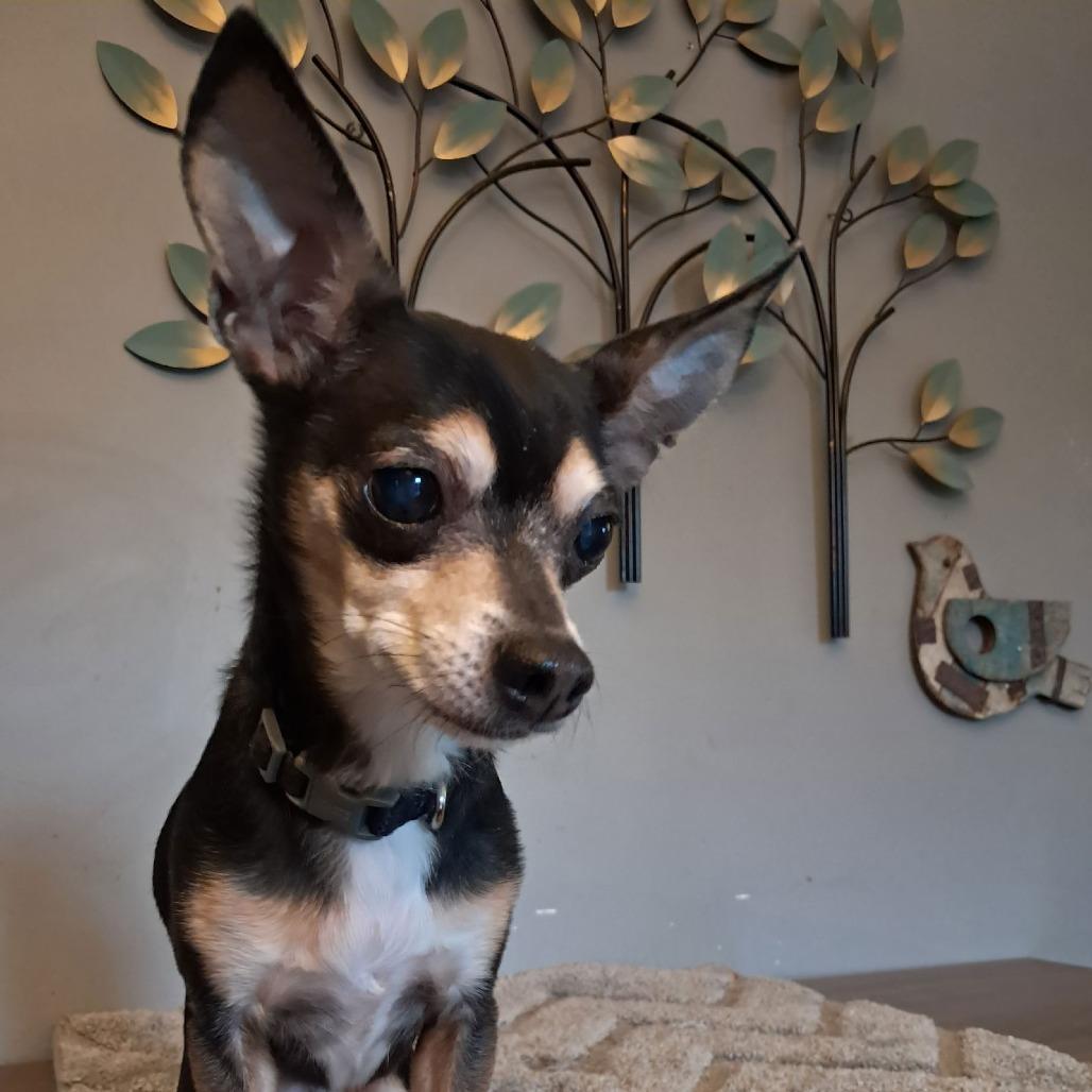 Carlo D6528, a Adoptable mixed breed in Princeton, MN image 1/6