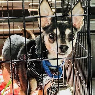 Carlo D6528, a Adoptable mixed breed in Princeton, MN image 2/6