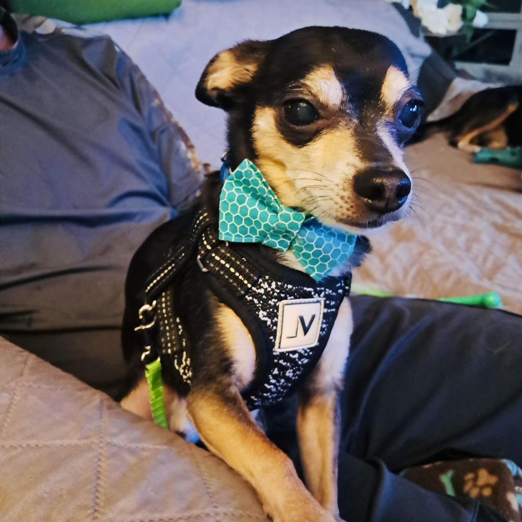 Carlo D6528, a Adoptable mixed breed in Princeton, MN image 3/6