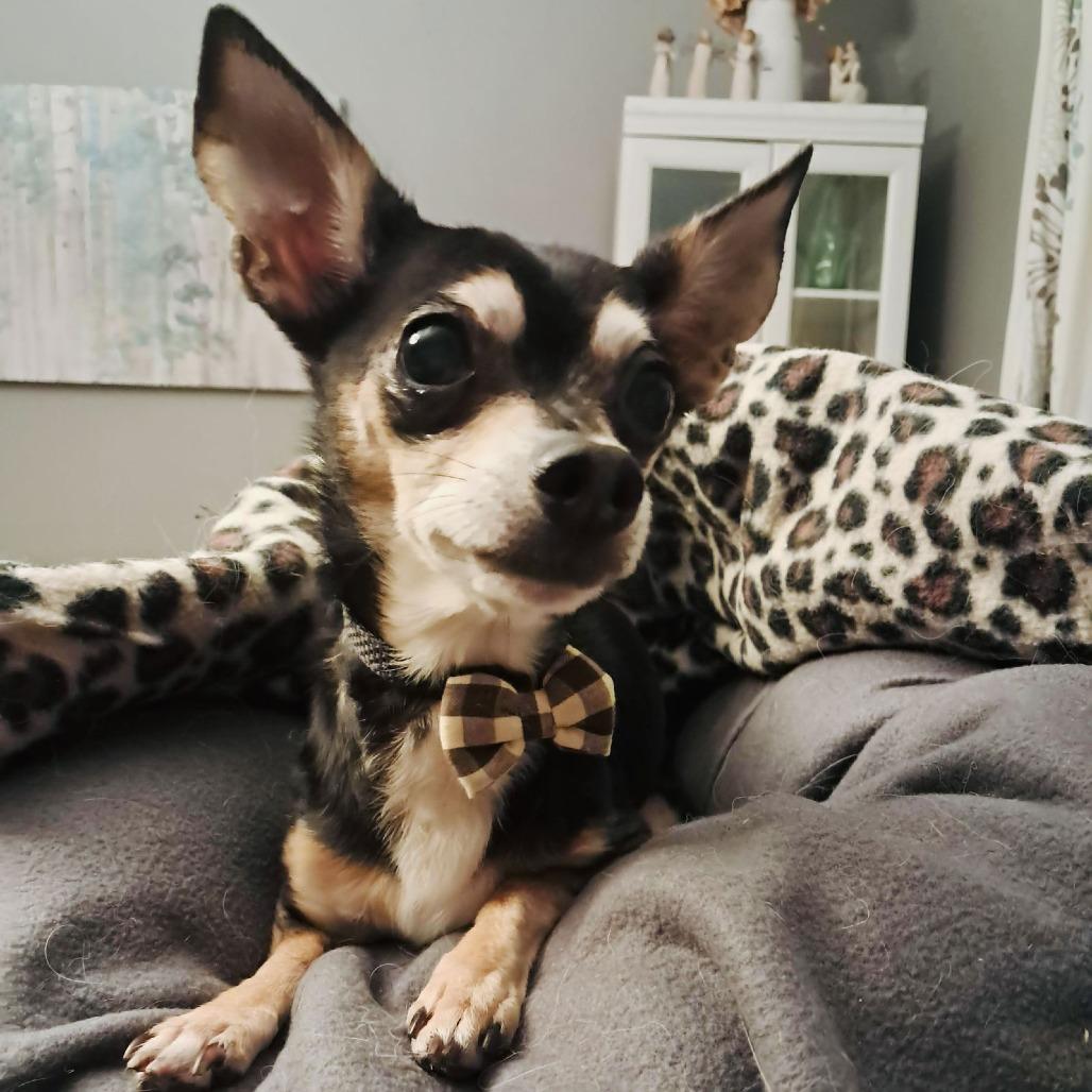 Carlo D6528 — thumbnail 4