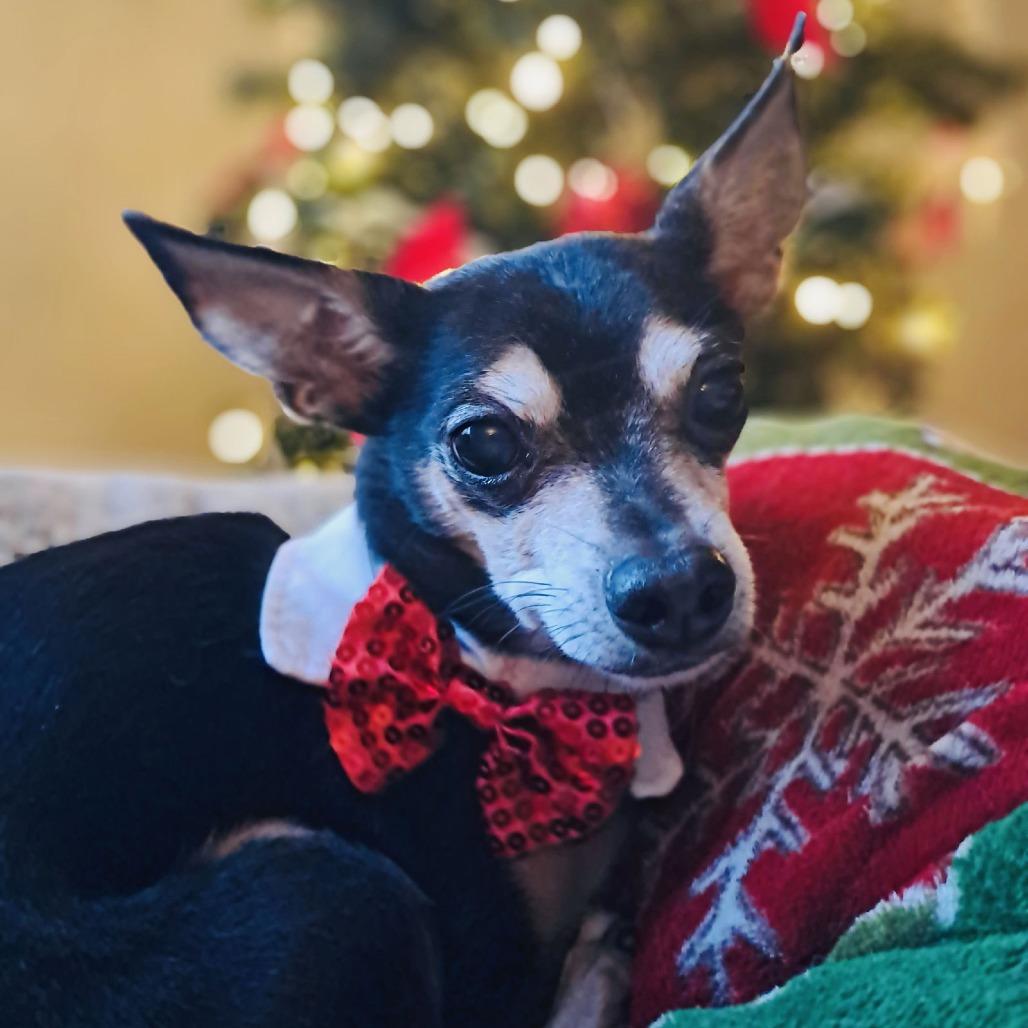 Carlo D6528, a Adoptable mixed breed in Princeton, MN image 5/6