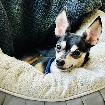 Carlo D6528, a Adoptable mixed breed in Princeton, MN image 6/6