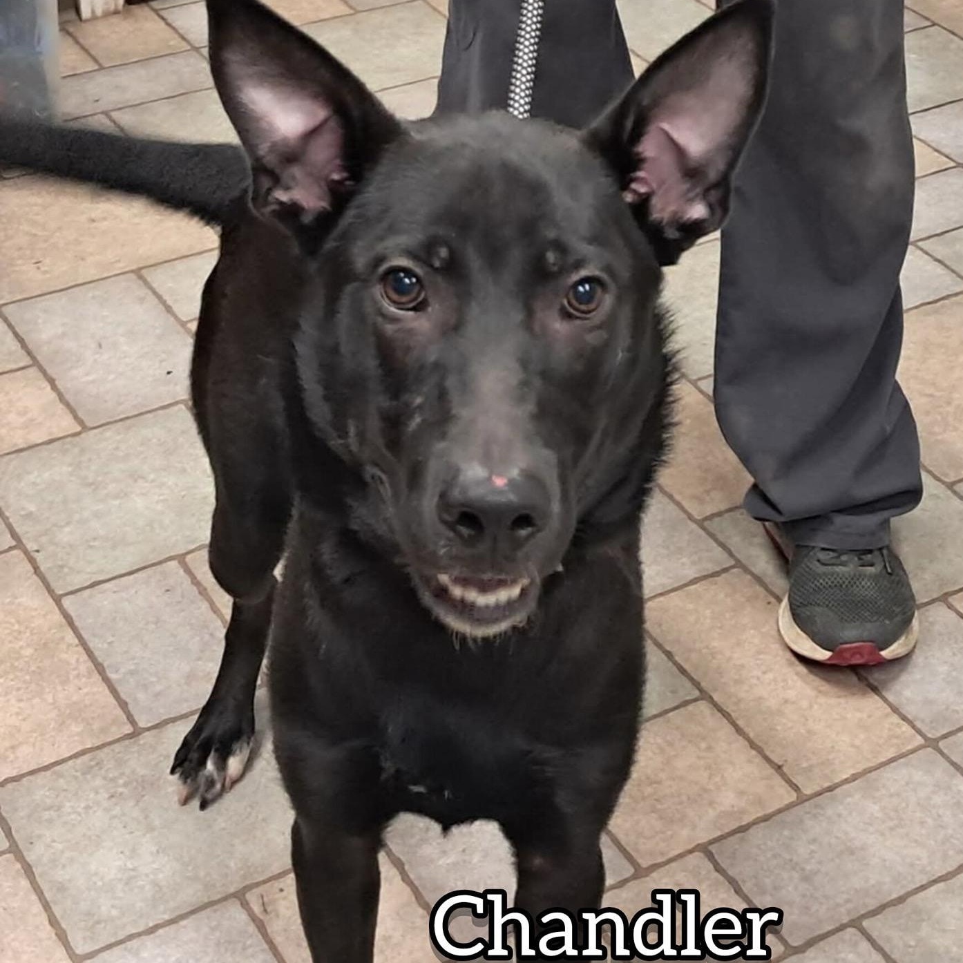 Chandler, ADOPTABLE, Puppy Male German Shepherd Dog.