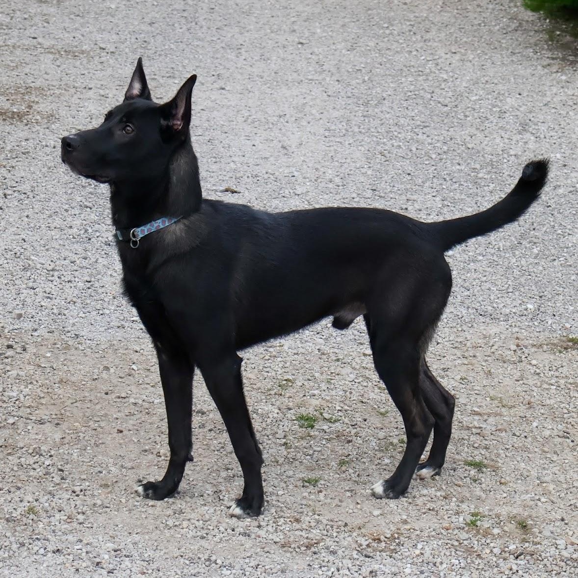 Enlarge Chandler, a ADOPTABLE German Shepherd Dog in Hollister, MO image 2/3