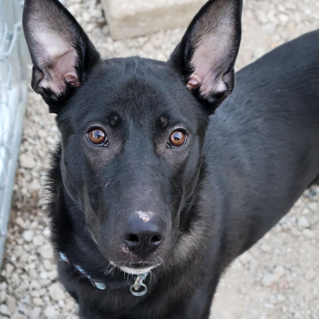 Enlarge Chandler, a ADOPTABLE German Shepherd Dog in Hollister, MO image 3/3