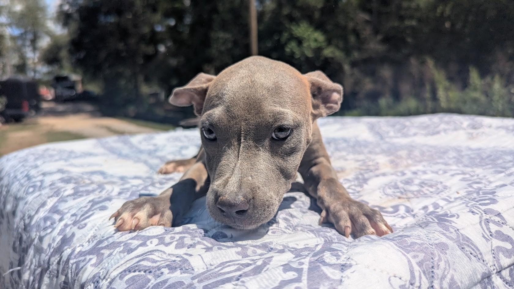 MAREN, Adopted, Puppy Female Pit Bull Terrier.