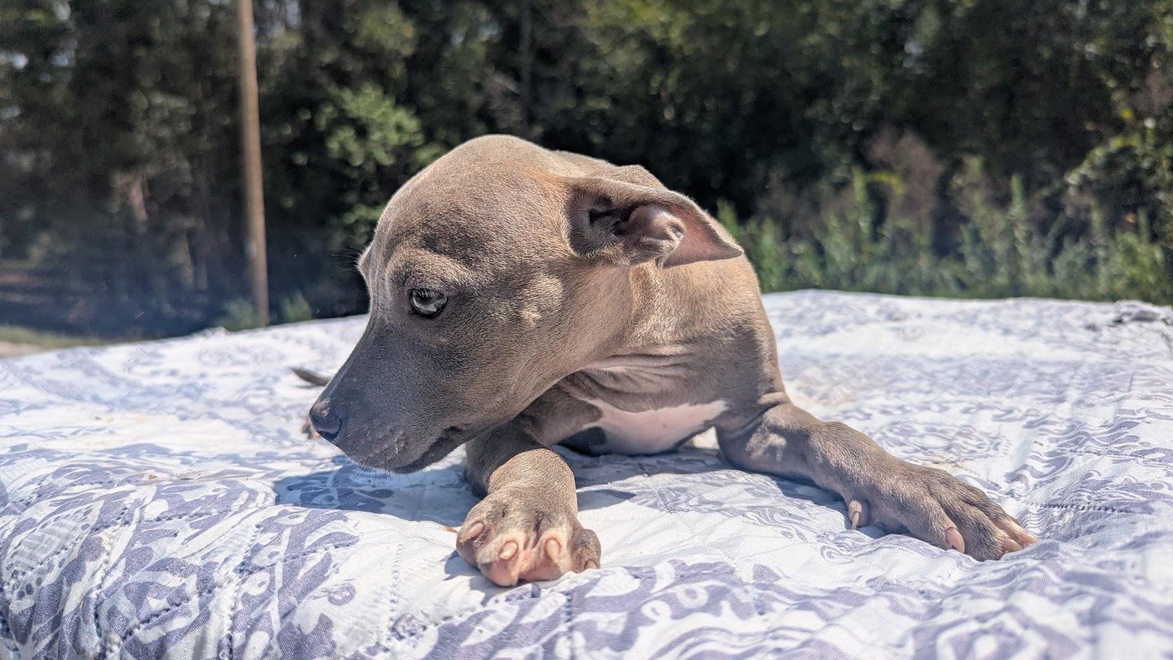 Enlarge MAREN, a Adopted Pit Bull Terrier in Fosters, AL image 2/6