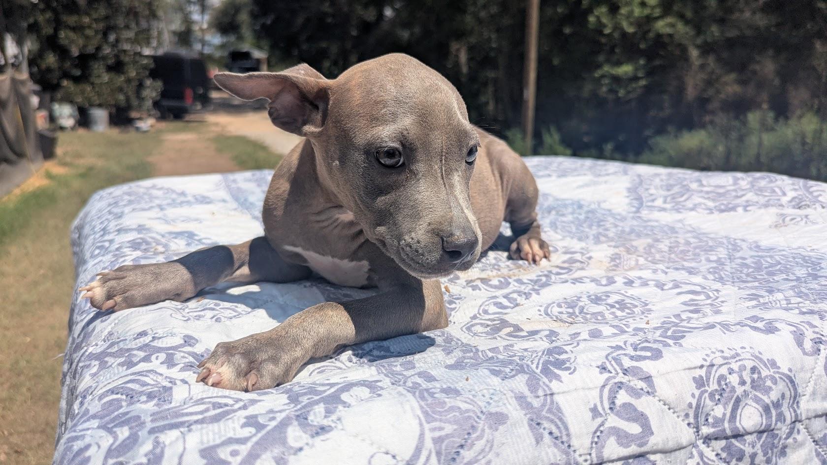 Enlarge MAREN, a Adopted Pit Bull Terrier in Fosters, AL image 6/6