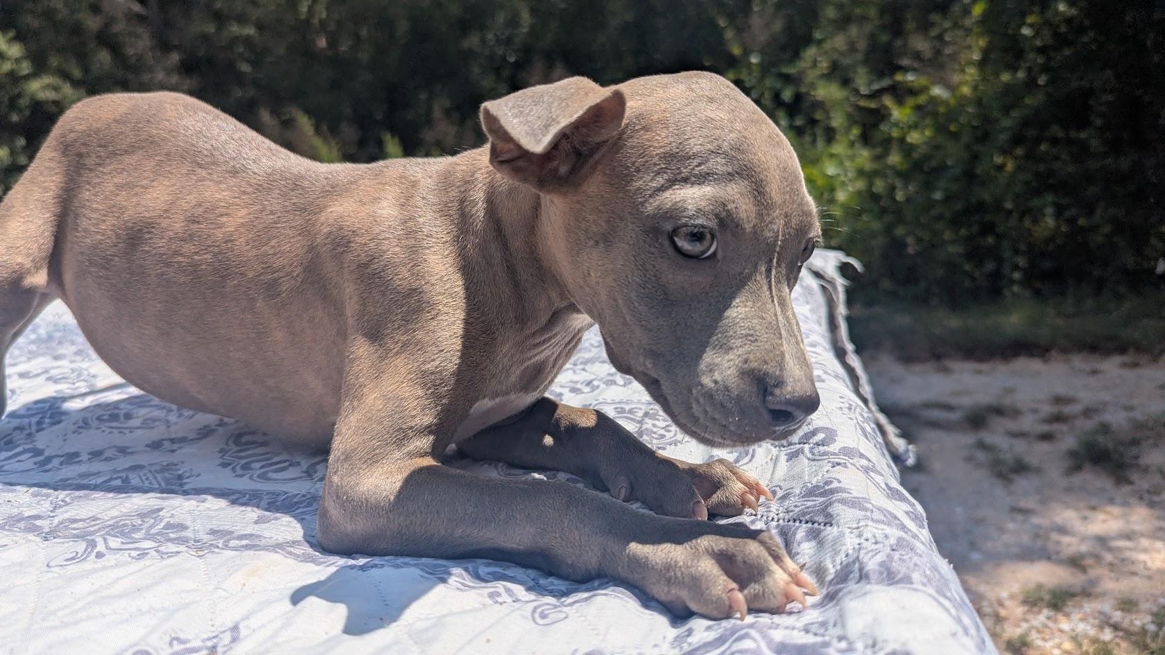 Enlarge MAREN, a Adopted Pit Bull Terrier in Fosters, AL image 5/6