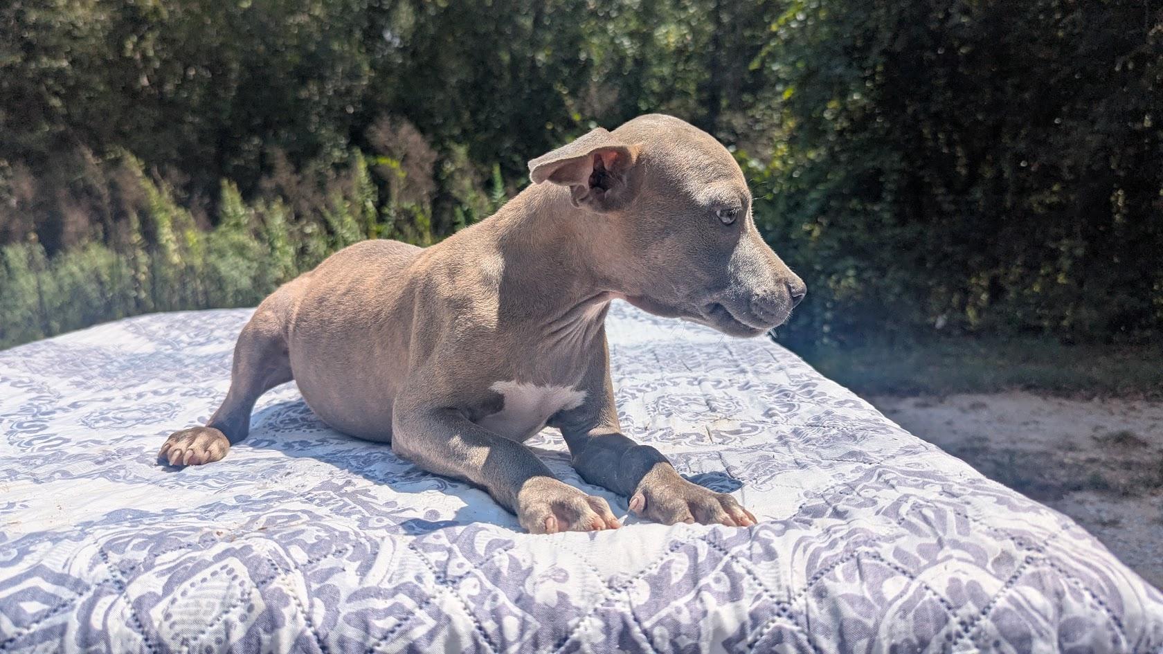 Enlarge MAREN, a Adopted Pit Bull Terrier in Fosters, AL image 3/6
