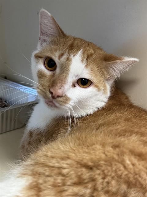 THOUSAND ISLAND, Adoptable, Adult Male Domestic Short Hair.