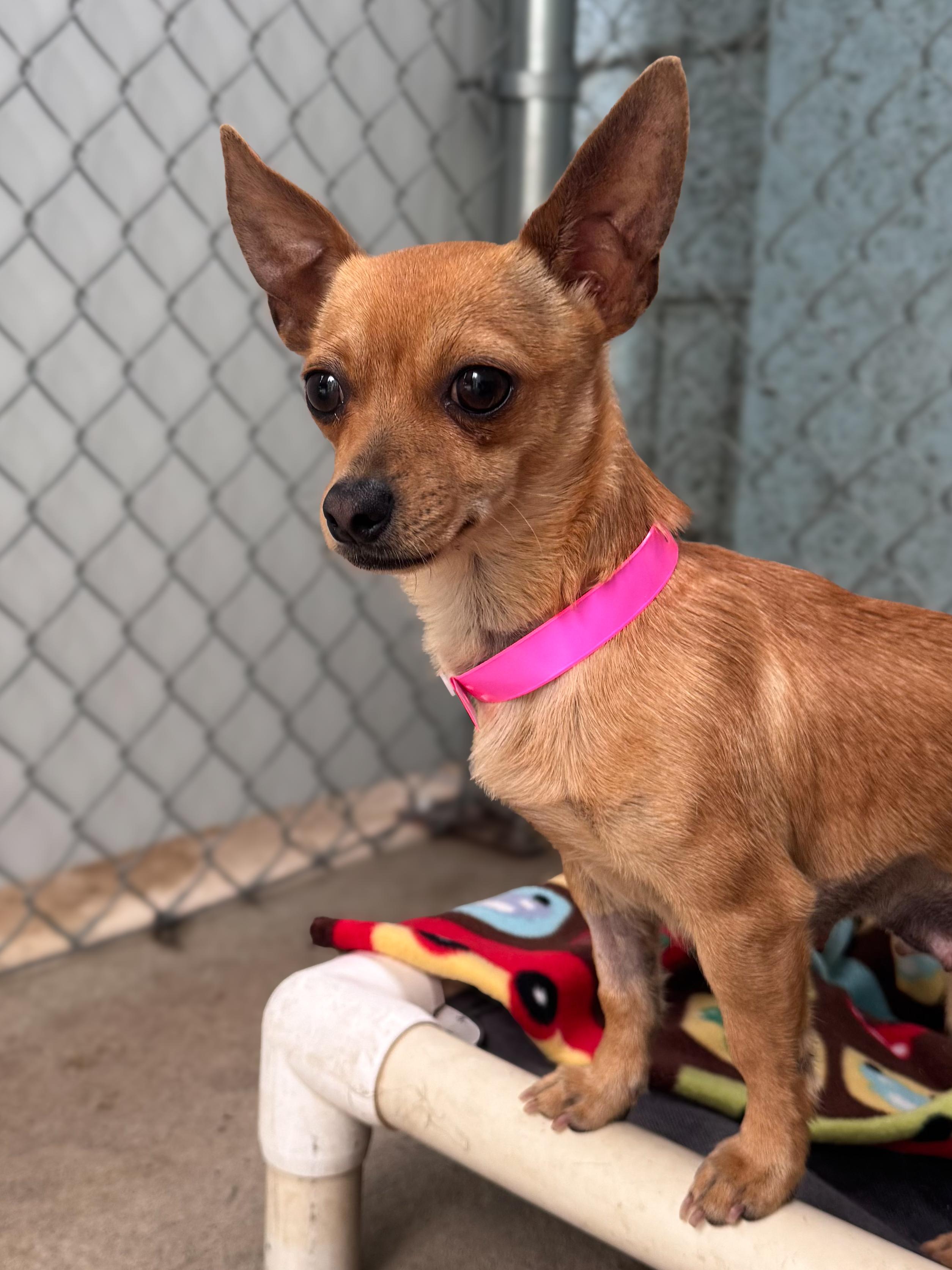 BRANDY , a ADOPTABLE Chihuahua in Fresno, CA image 1/5