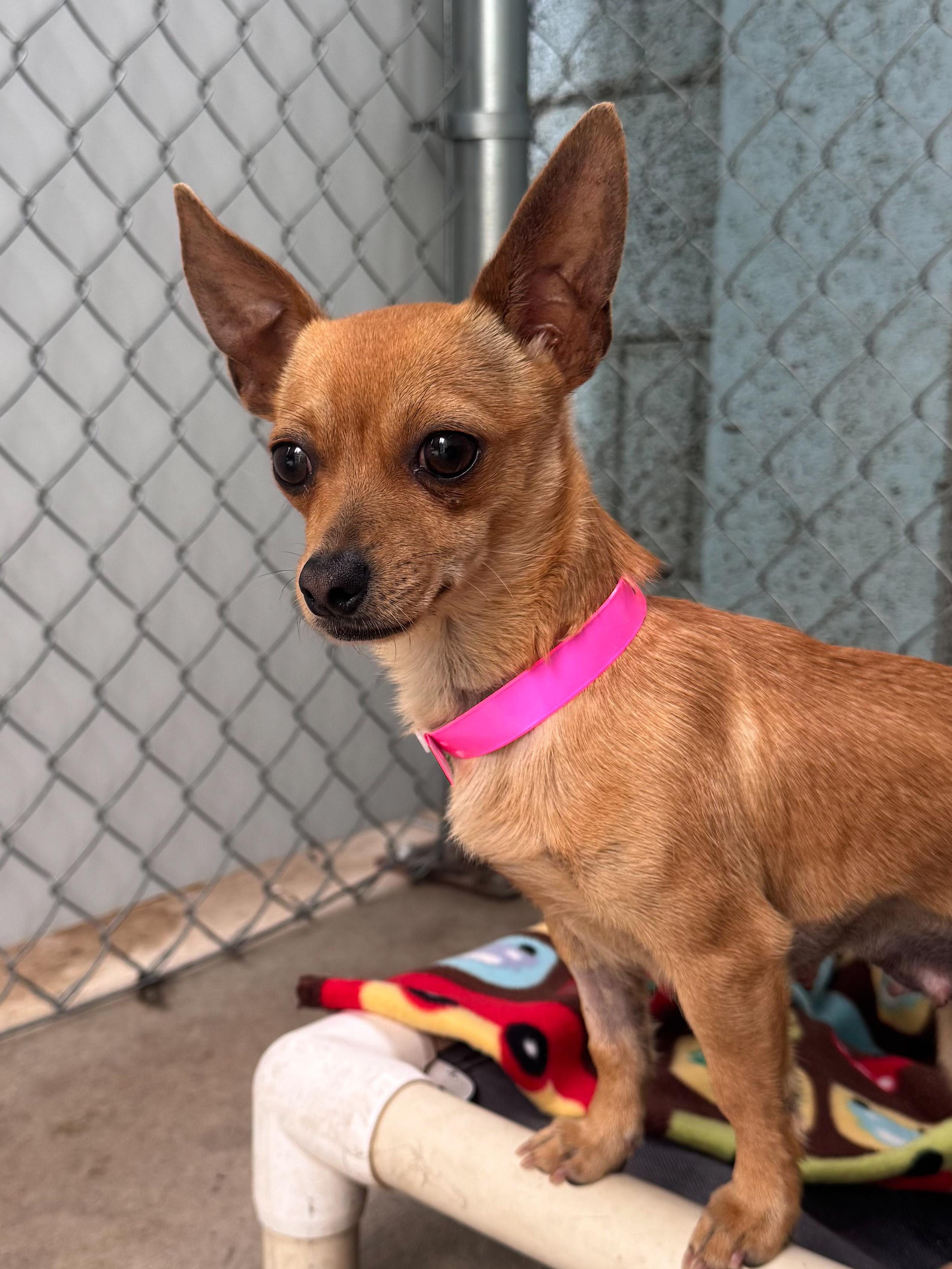 BRANDY , a ADOPTABLE Chihuahua in Fresno, CA image 2/5