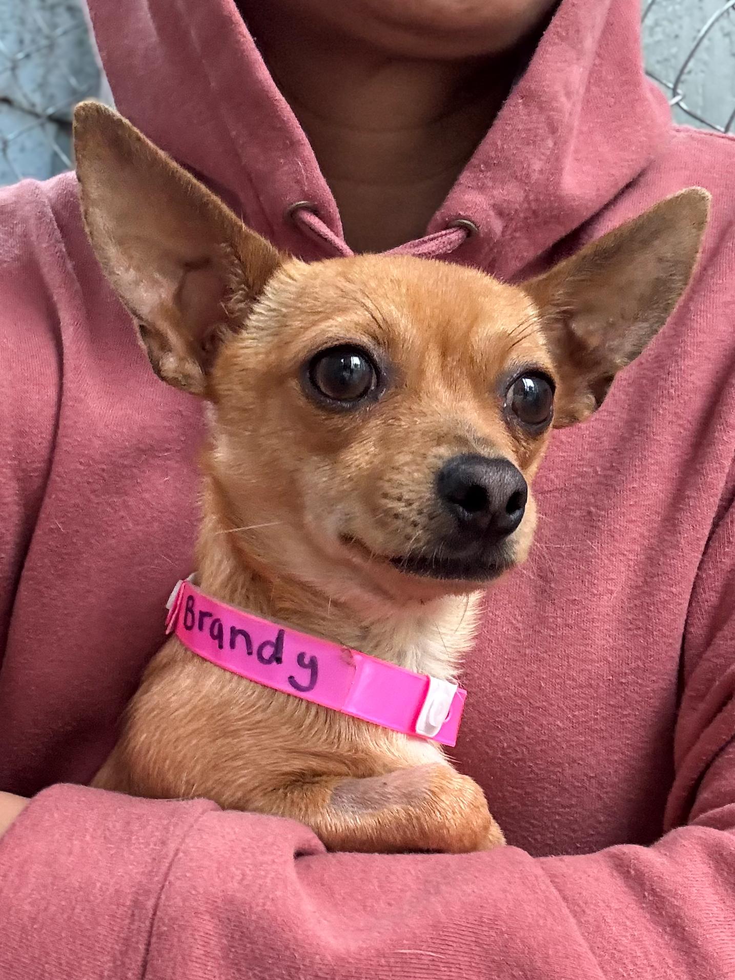 BRANDY , a ADOPTABLE Chihuahua in Fresno, CA image 3/5