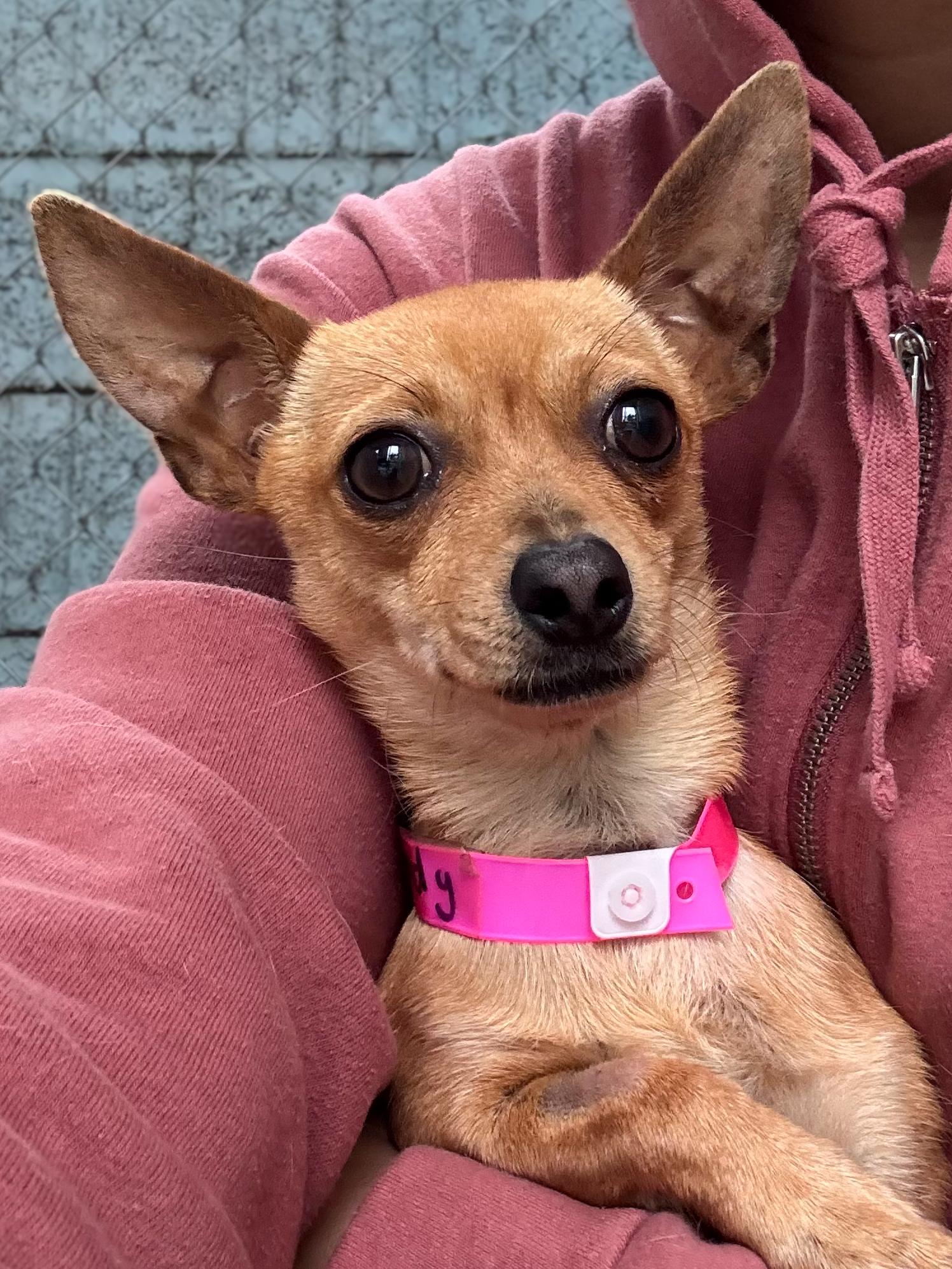 BRANDY , a ADOPTABLE Chihuahua in Fresno, CA image 4/5