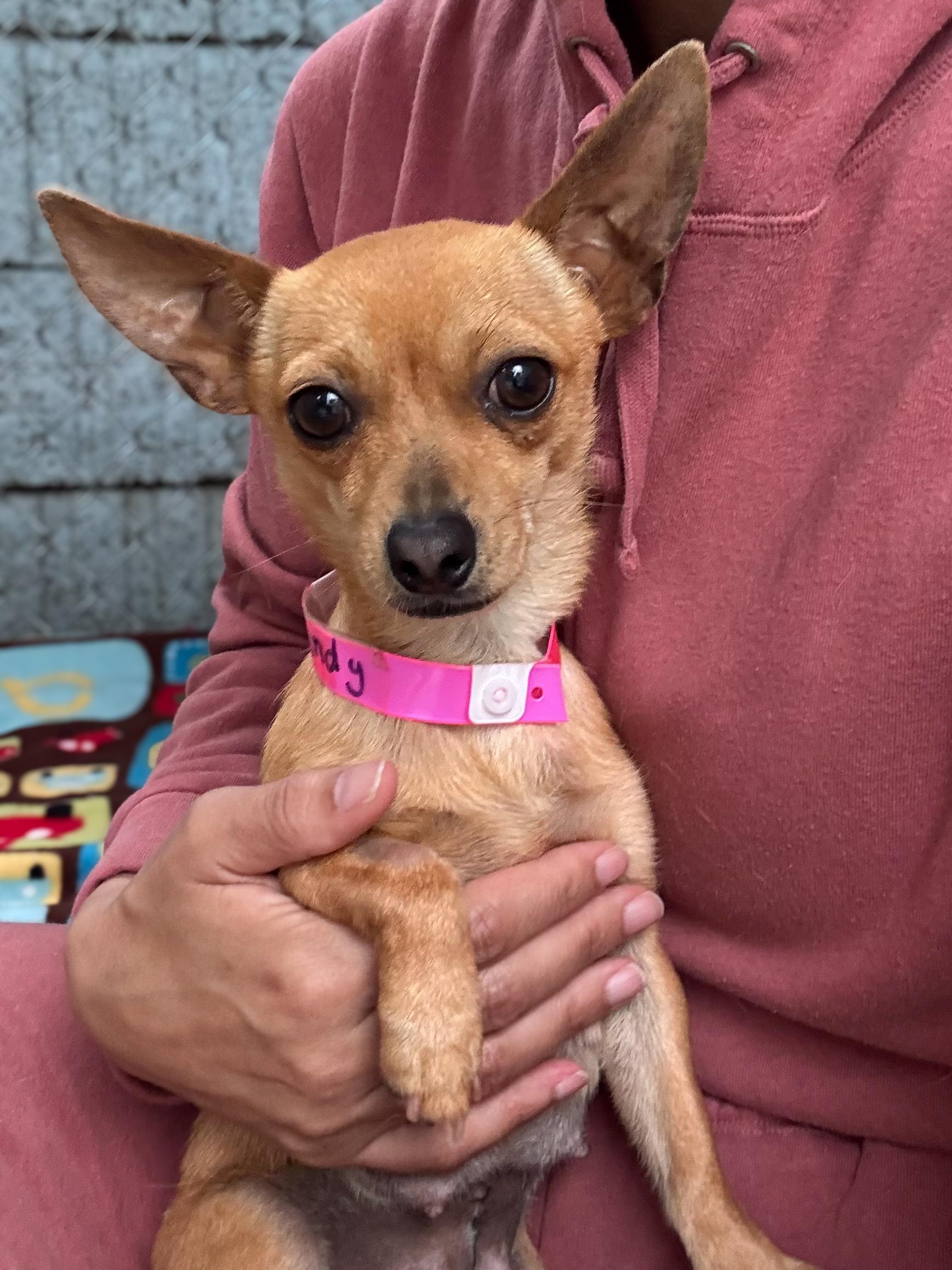 BRANDY , a ADOPTABLE Chihuahua in Fresno, CA image 5/5