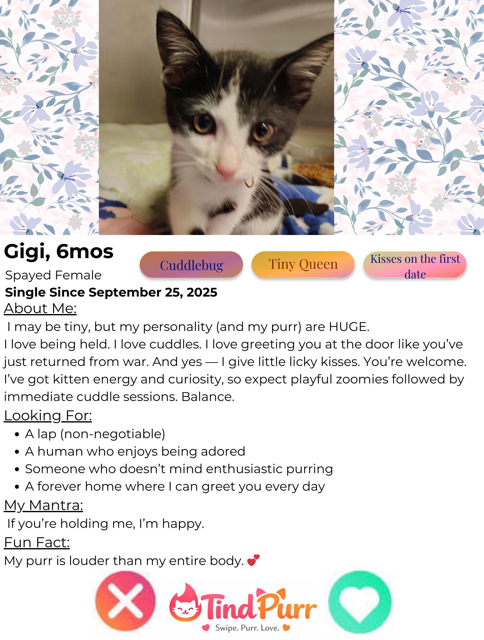 Enlarge Gigi, an adopted Domestic Short Hair in Indiana, PA image 2/2