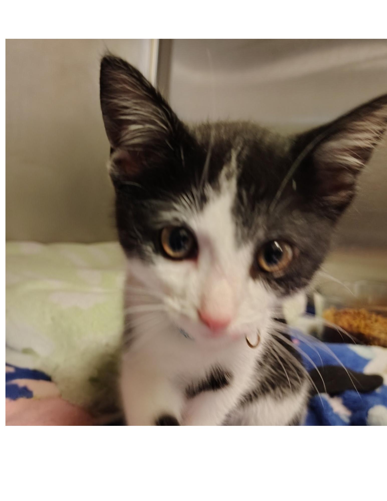 Enlarge Gigi, an adopted Domestic Short Hair in Indiana, PA image 1/2