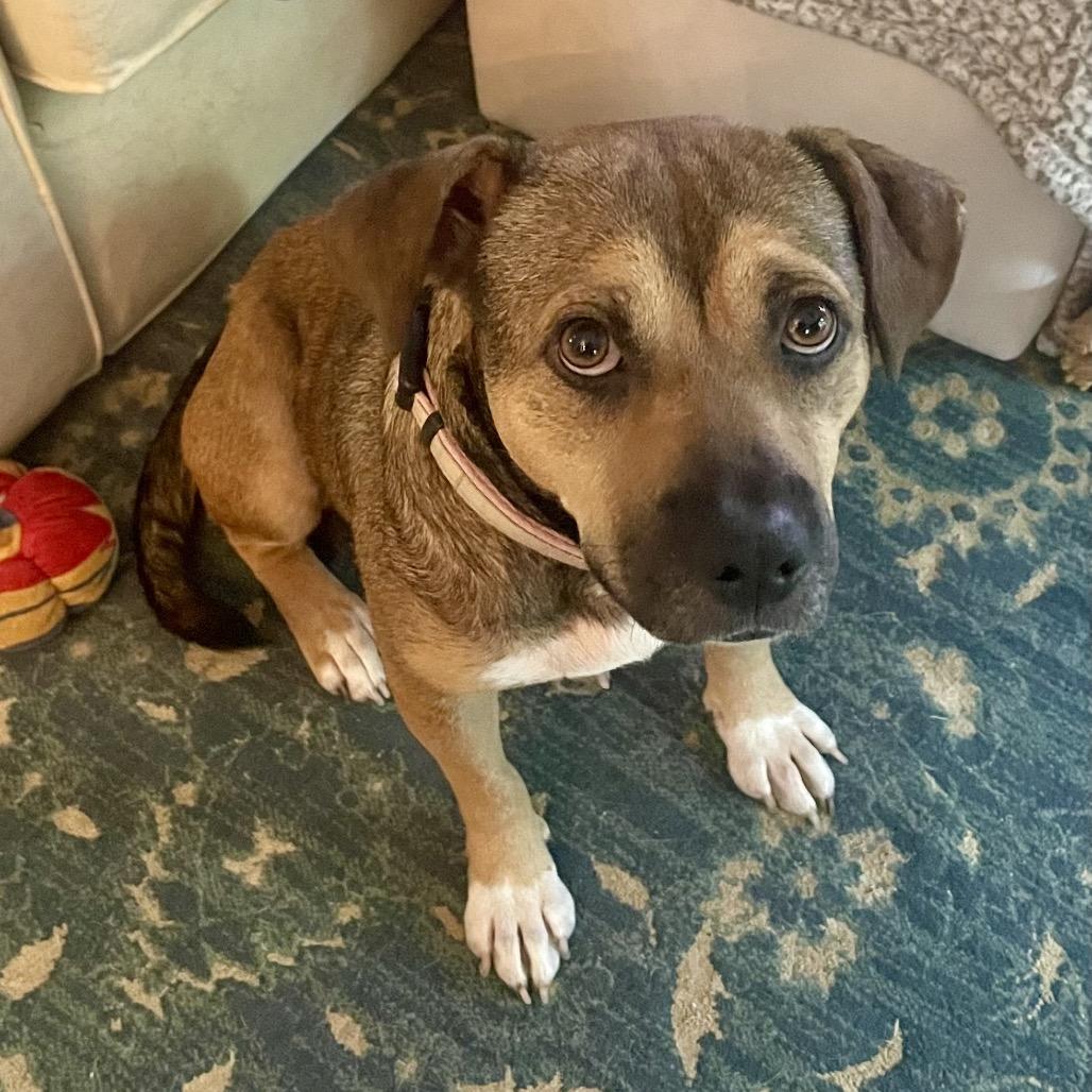 Enlarge Honey Bear, a Adoptable mixed breed in Little Rock, AR image 1/5