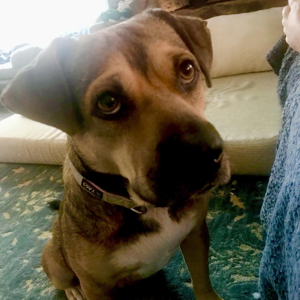 Enlarge Honey Bear, a Adoptable mixed breed in Little Rock, AR image 2/5