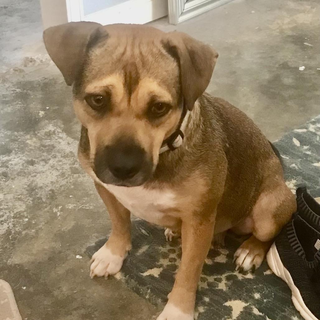 Enlarge Honey Bear, a Adoptable mixed breed in Little Rock, AR image 3/5