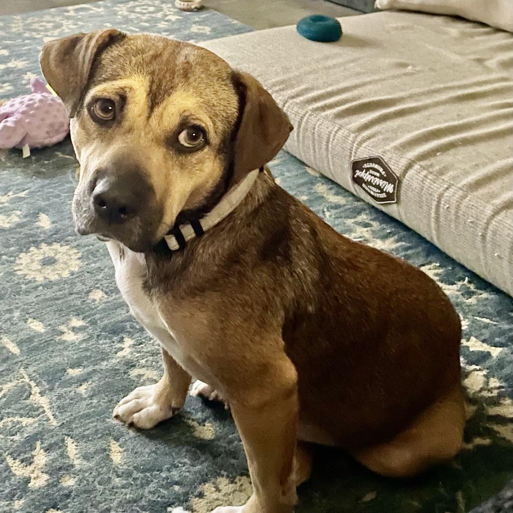 Enlarge Honey Bear, a Adoptable mixed breed in Little Rock, AR image 4/5