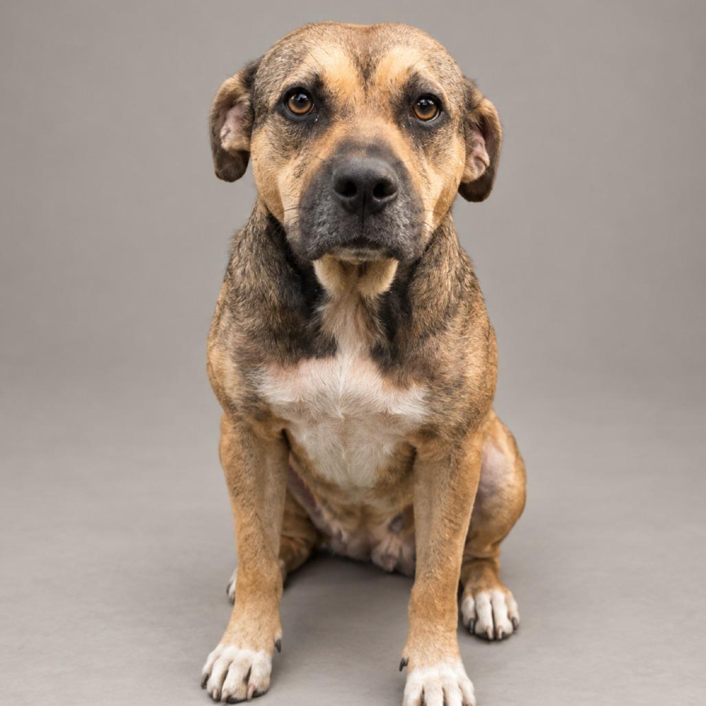 Honey Bear, Adoptable, Adult Female Terrier & Mixed Breed.