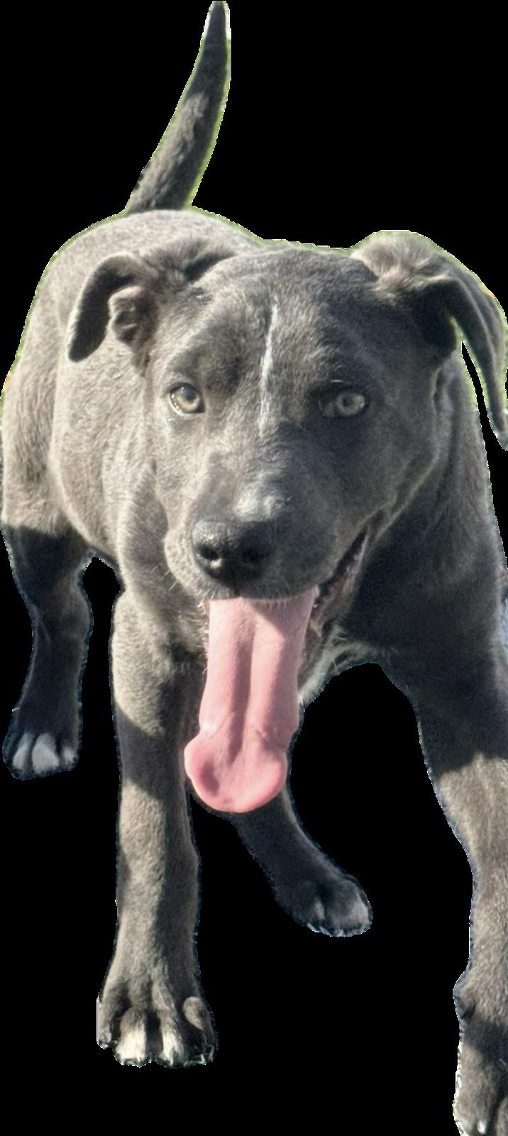 Enlarge Woody, a ADOPTABLE Labrador Retriever in Ulysses, KS image 1/1