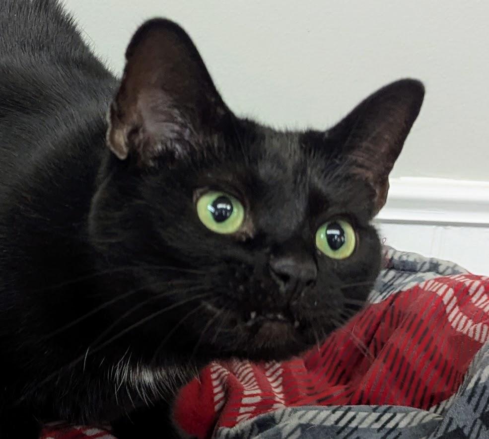 Enlarge Diana, a Adoptable Domestic Short Hair in Monroe, MI image 1/3