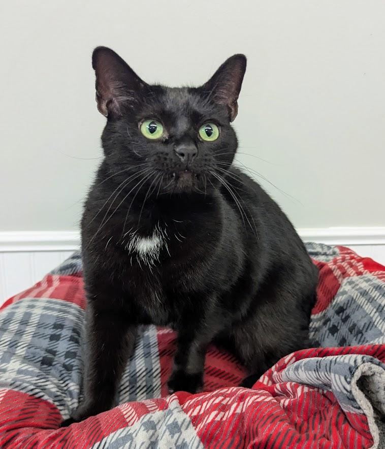Enlarge Diana, a Adoptable Domestic Short Hair in Monroe, MI image 2/3