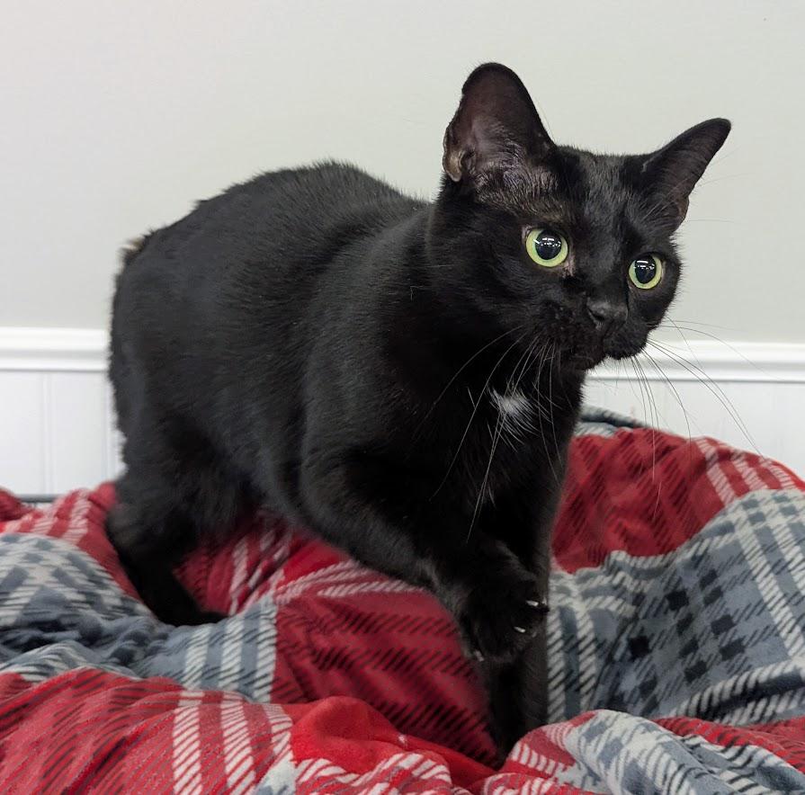 Enlarge Diana, a Adoptable Domestic Short Hair in Monroe, MI image 3/3