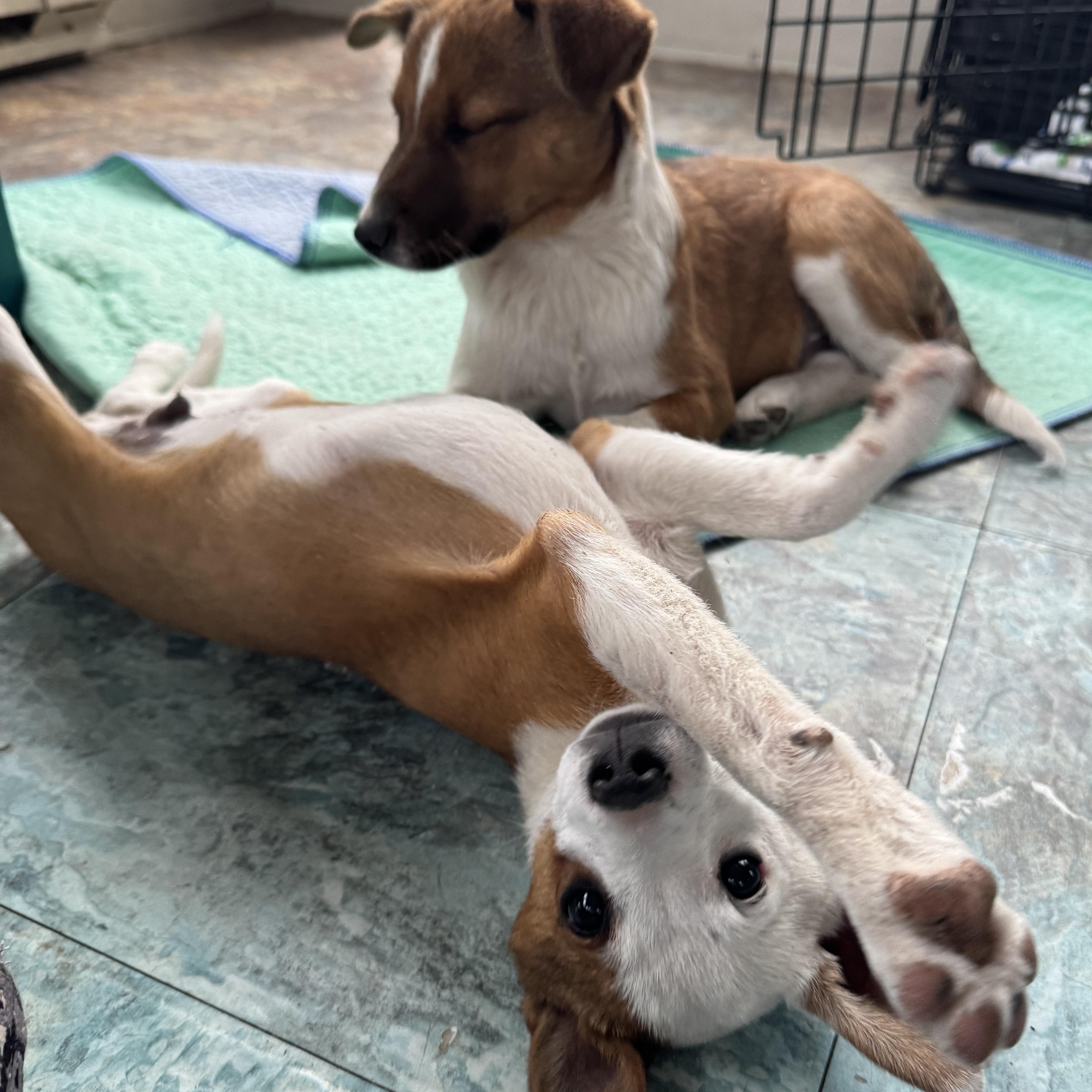 Enlarge Riley, an adopted mixed breed in Denver, CO image 4/6