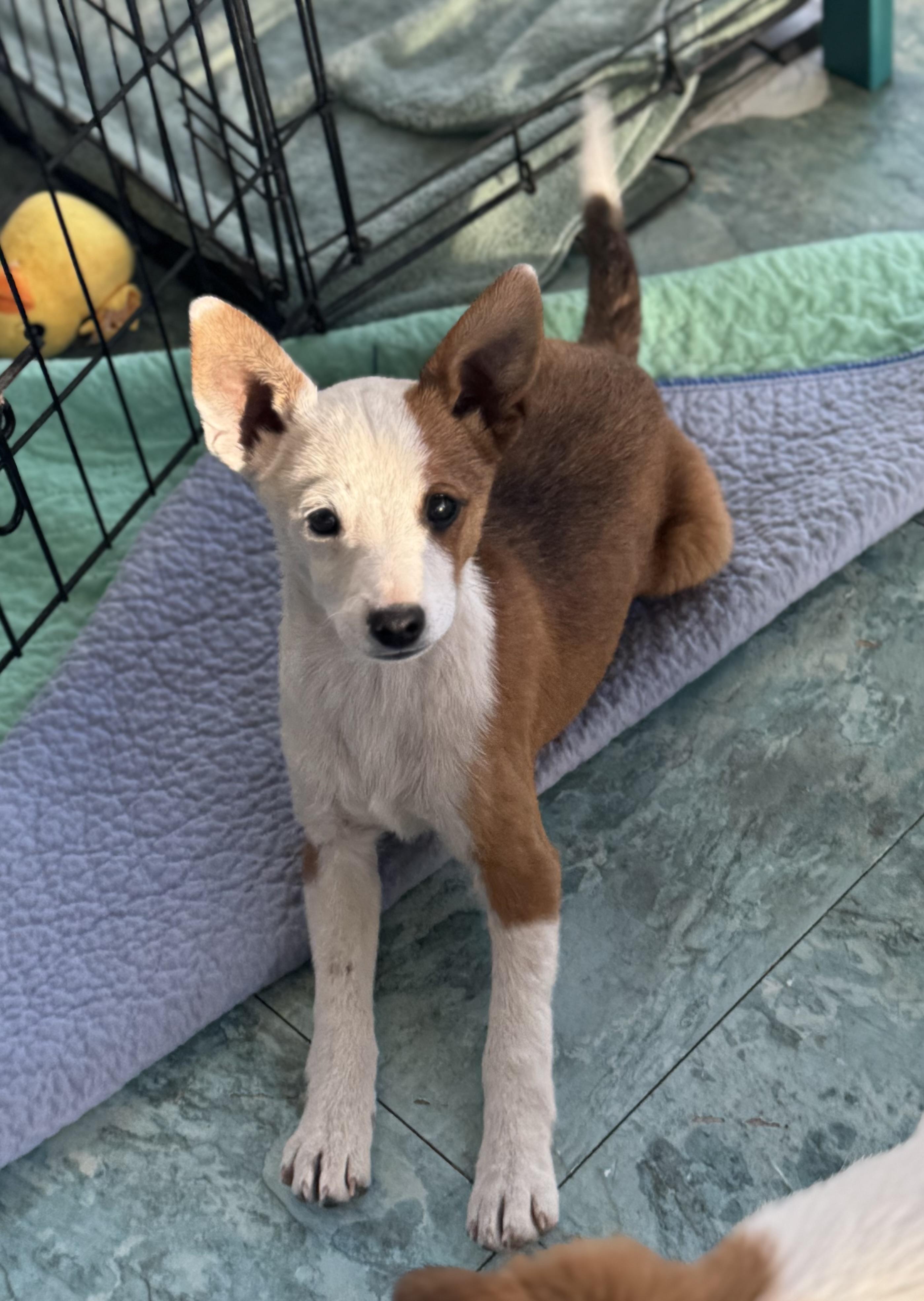 Enlarge Riley, an adopted mixed breed in Denver, CO image 2/6
