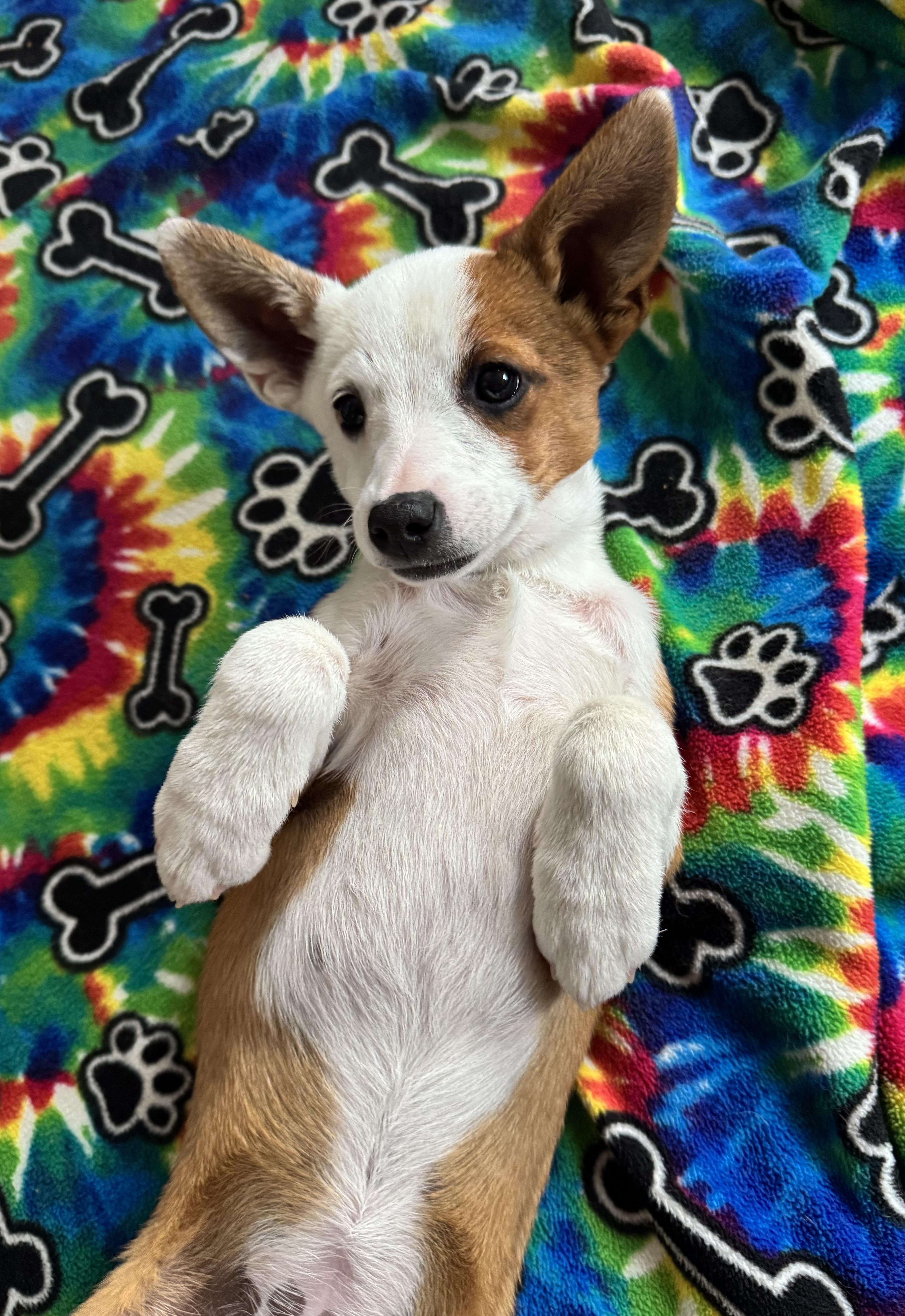 Riley, adopted, Puppy Male Australian Shepherd & Australian Cattle Dog / Blue Heeler.