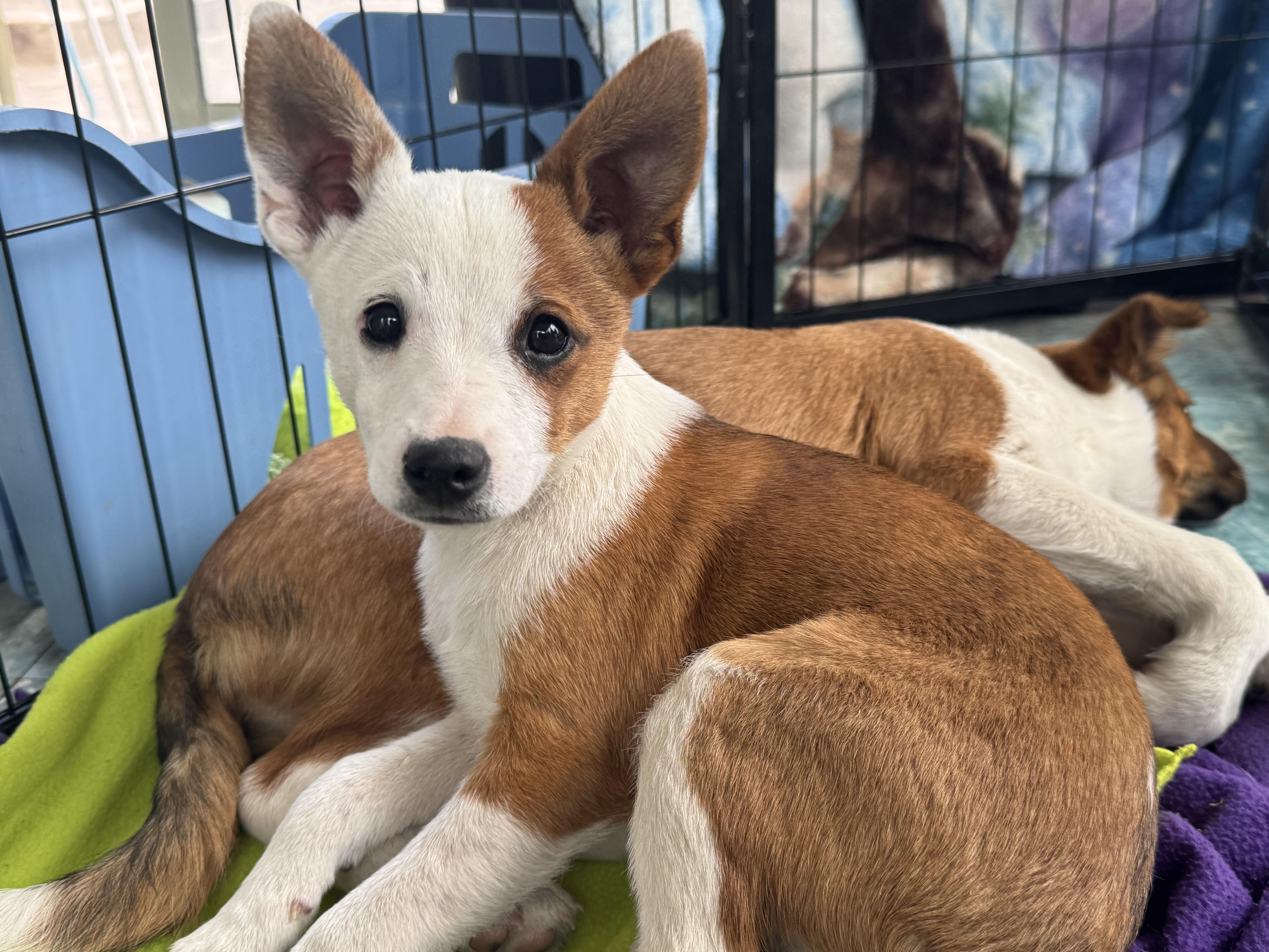 Enlarge Riley, an adopted mixed breed in Denver, CO image 6/6