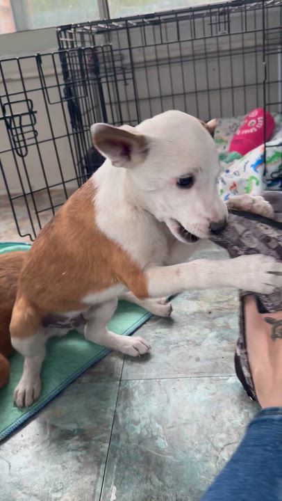 Enlarge Riley, an adopted mixed breed in Denver, CO video 3/6