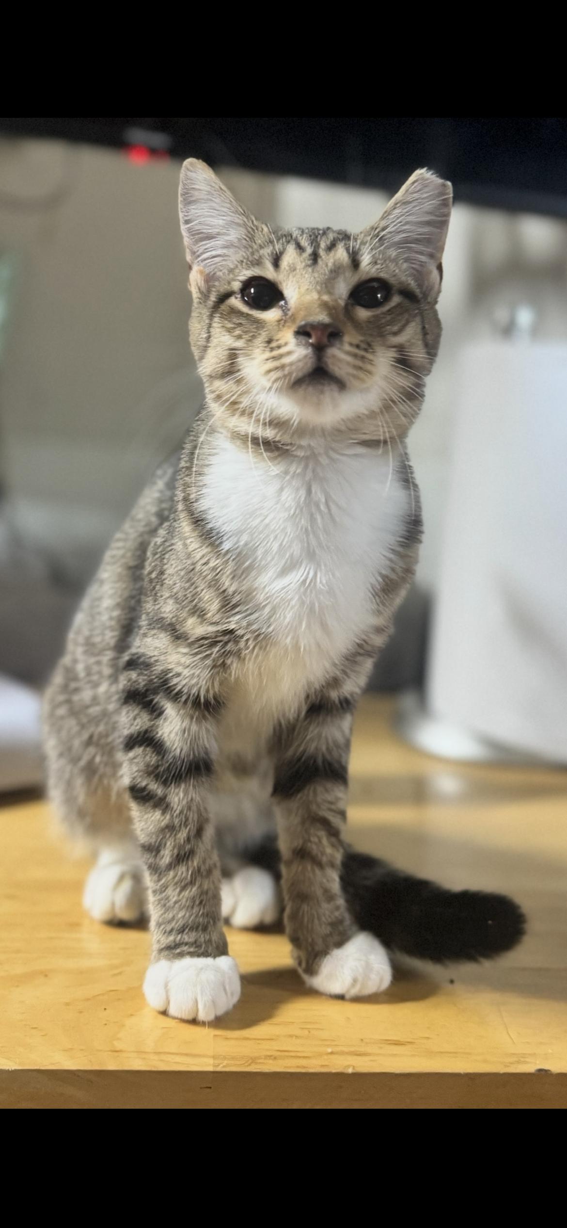 Arrow, ADOPTABLE, Young Female Domestic Short Hair.