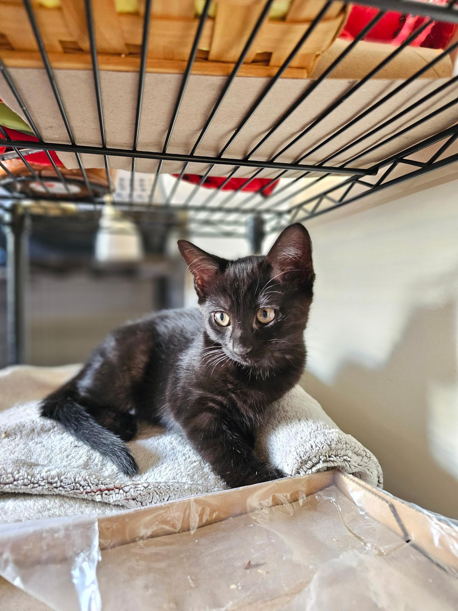 PEACH, Adoptable, Kitten Female Domestic Short Hair.