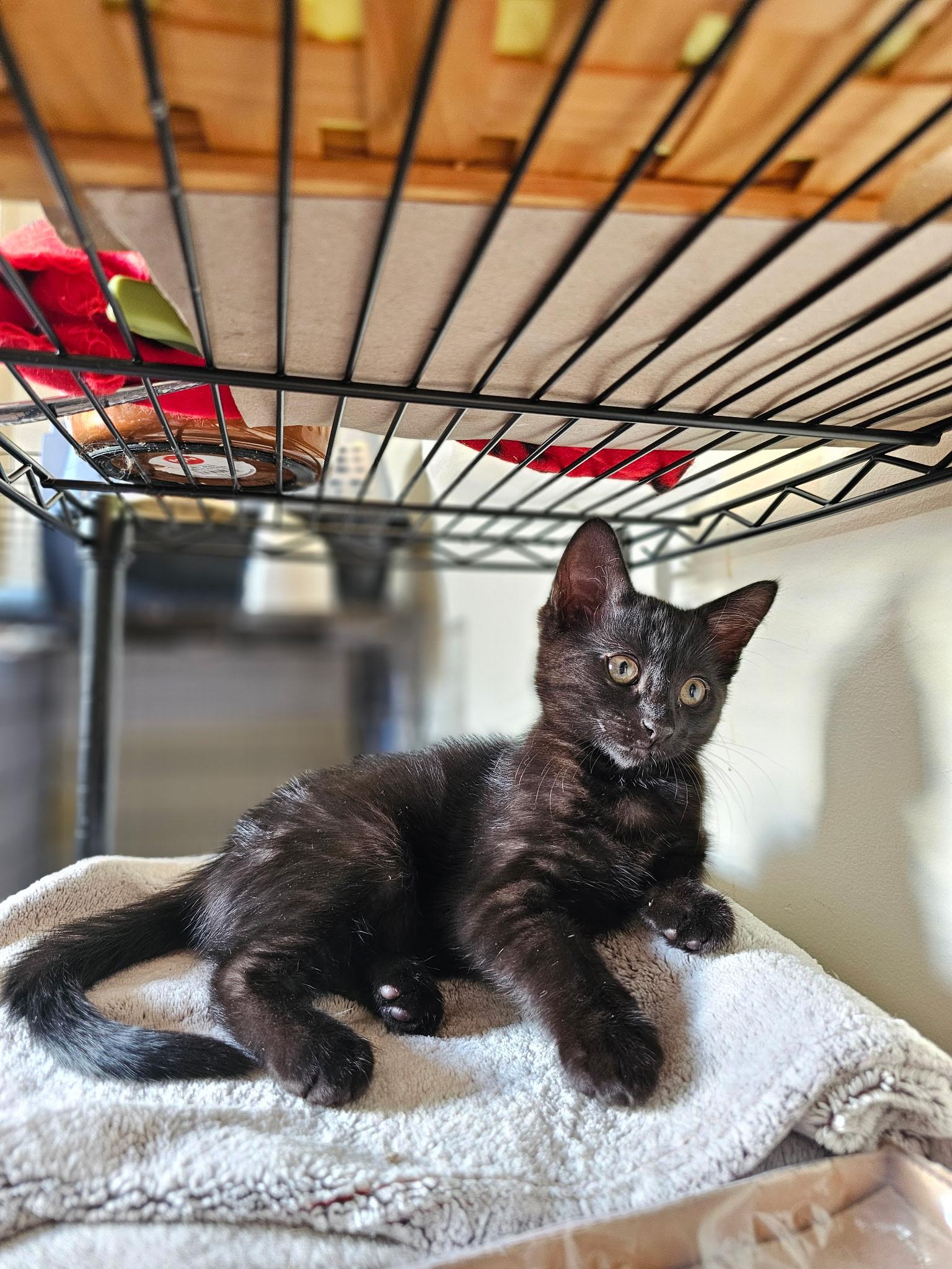 PEACH, a Adoptable Domestic Short Hair in Kennebunk , ME image 2/2