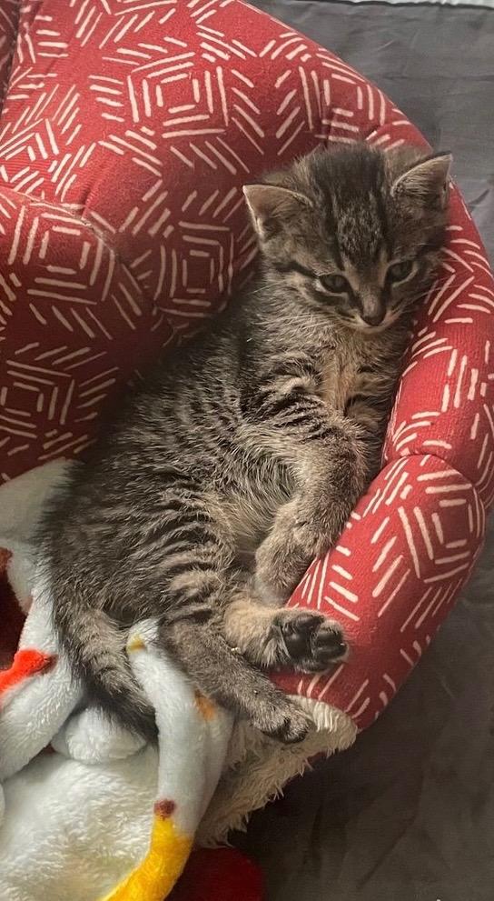Enlarge Smokey, an adopted Tabby in Wadsworth, IL image 2/2