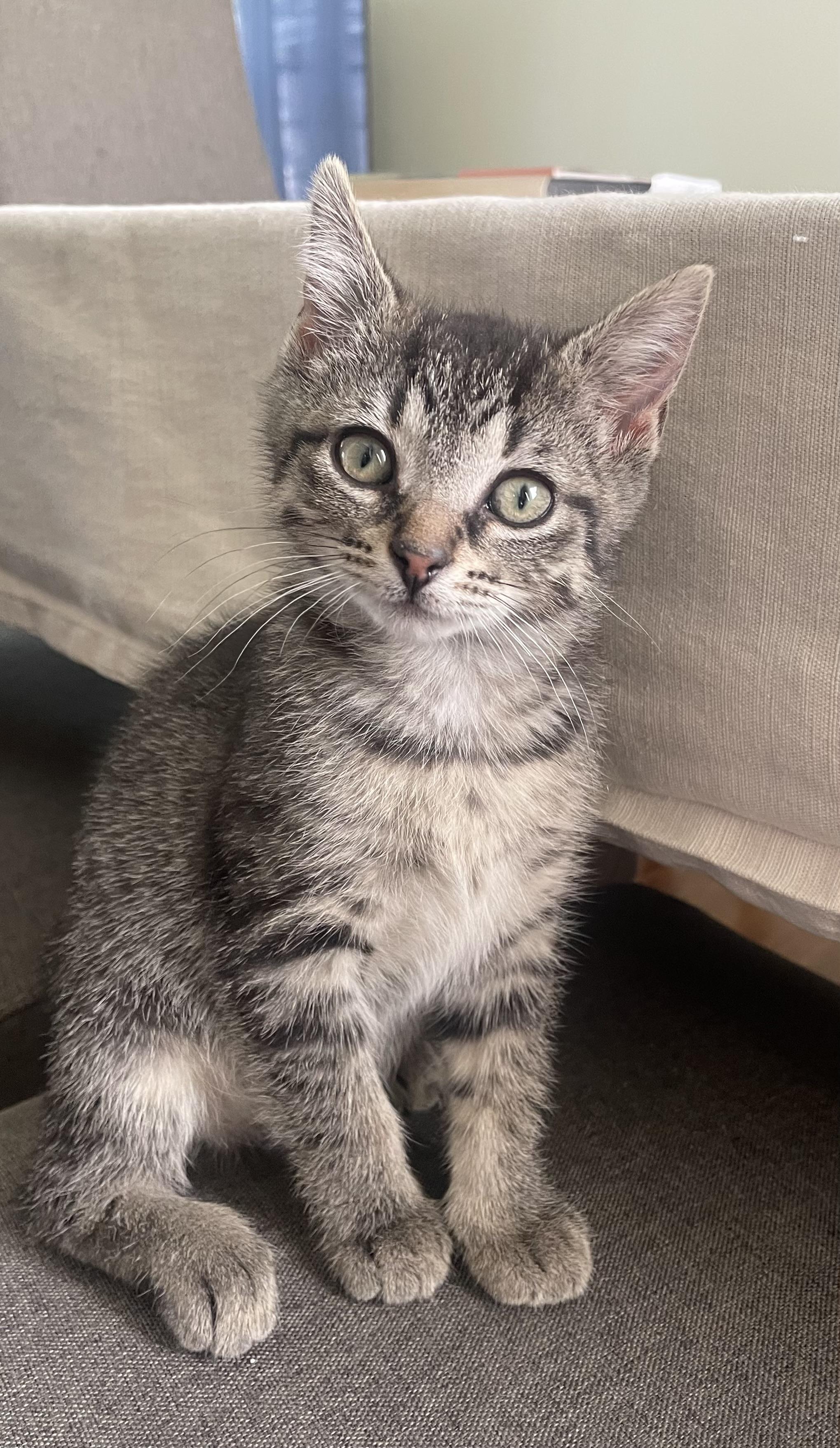 Enlarge Smokey, an adopted Tabby in Wadsworth, IL image 1/2