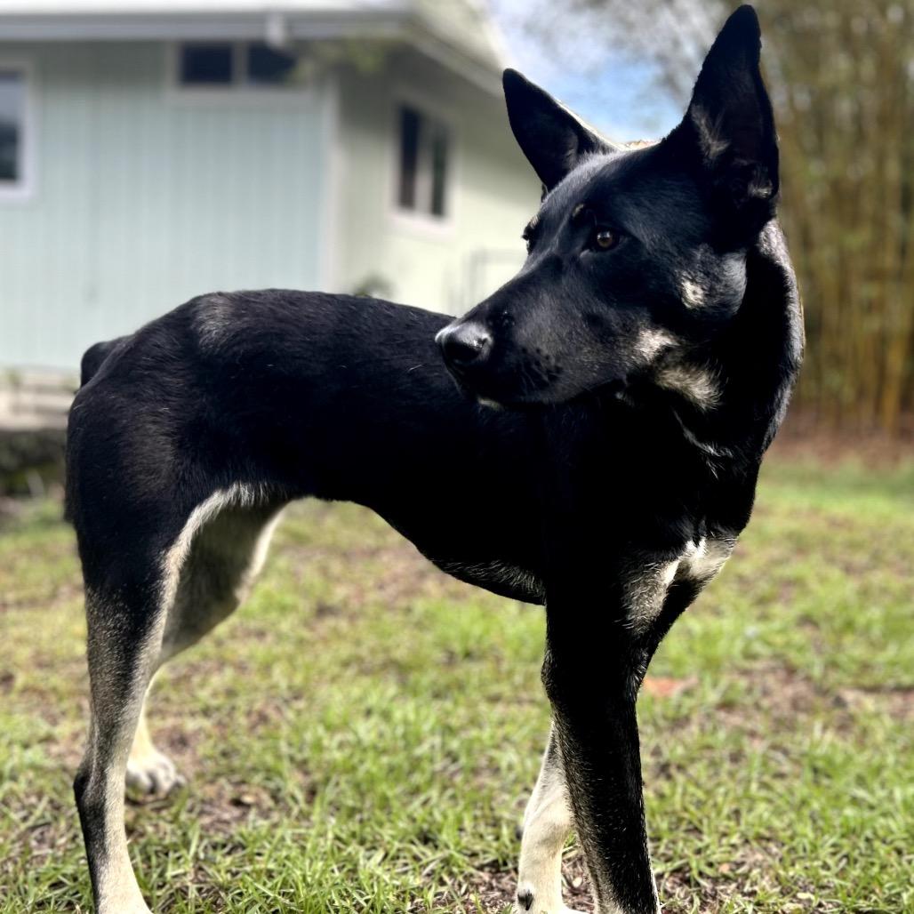 Enlarge Elvira (AIR-Stray-12441), a Adoptable Mixed Breed in Keaau, HI image 2/3