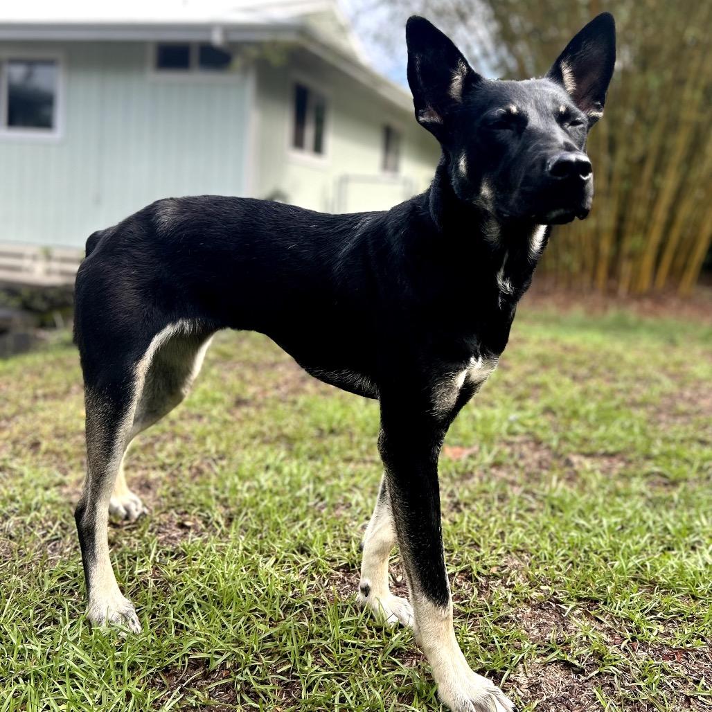 Enlarge Elvira (AIR-Stray-12441), a Adoptable Mixed Breed in Keaau, HI image 3/3