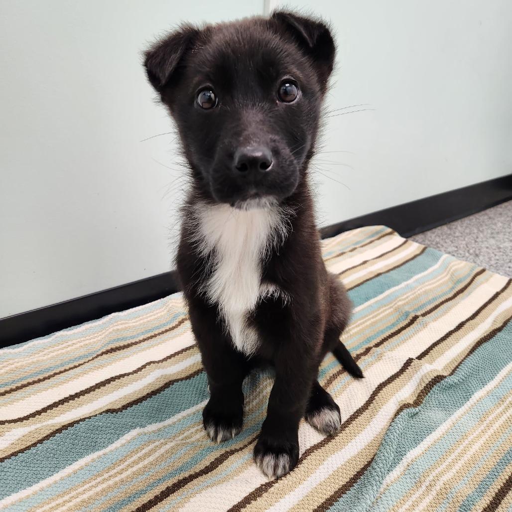 Shade, Adoptable, Puppy Female Mixed Breed.