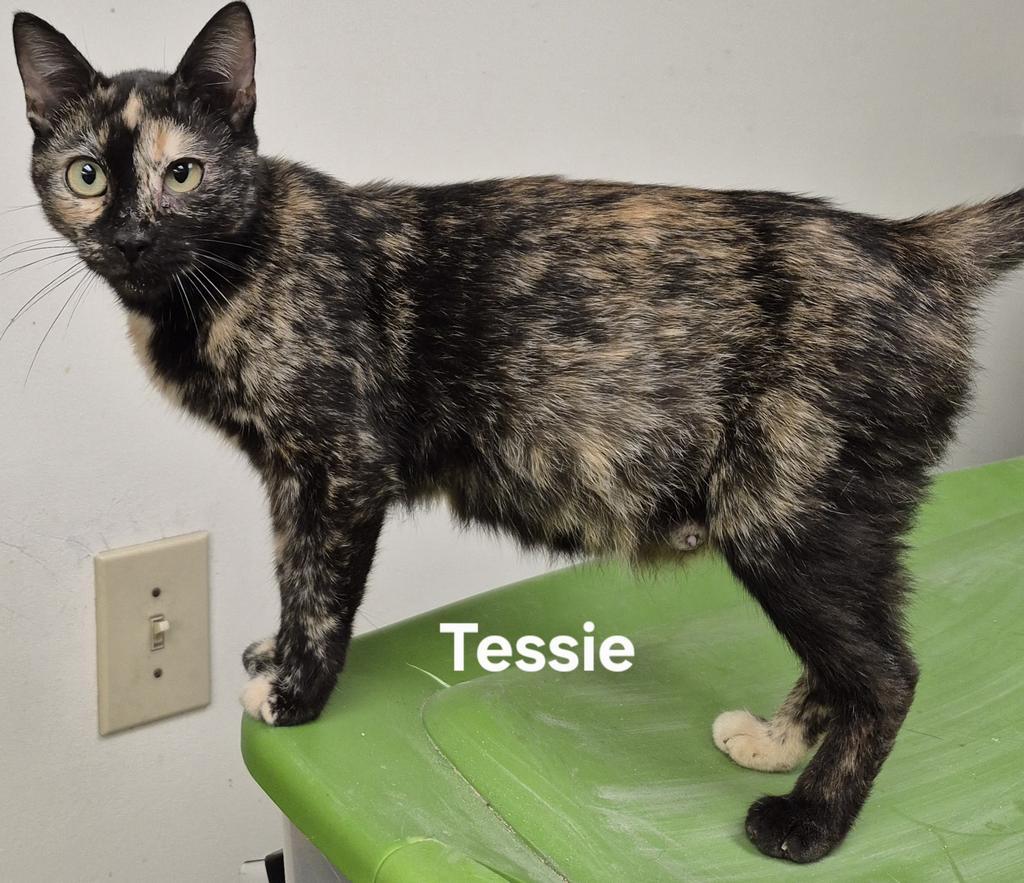 Enlarge Tessie, a Adoptable mixed breed in Kendallville, IN image 1/1