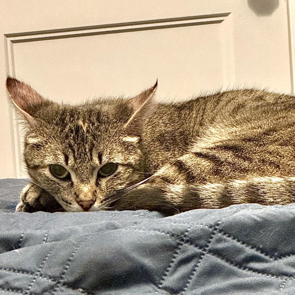 Enlarge Dottie, a Adoptable Domestic Short Hair in Denison, TX image 1/2
