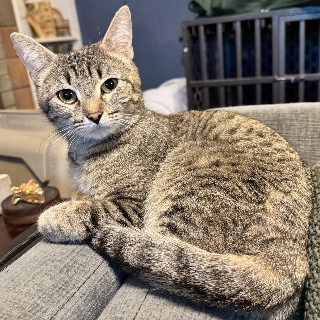 Enlarge Dottie, a Adoptable Domestic Short Hair in Denison, TX image 2/2