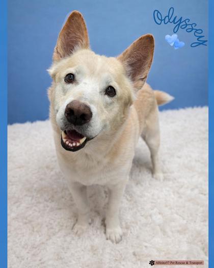 Odyssey, Adoptable, Adult Male Siberian Husky & Mixed Breed.