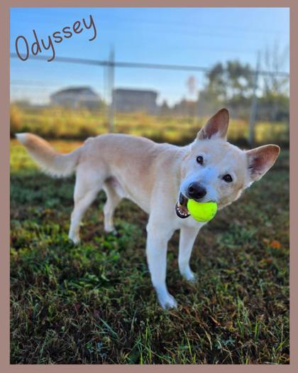 Enlarge Odyssey, a Adoptable mixed breed in De Soto, IA image 2/3