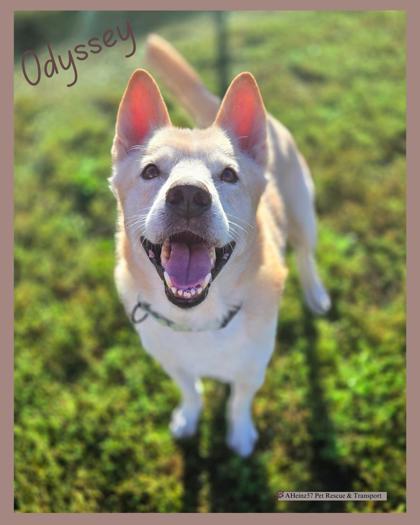 Enlarge Odyssey, a Adoptable mixed breed in De Soto, IA image 3/3